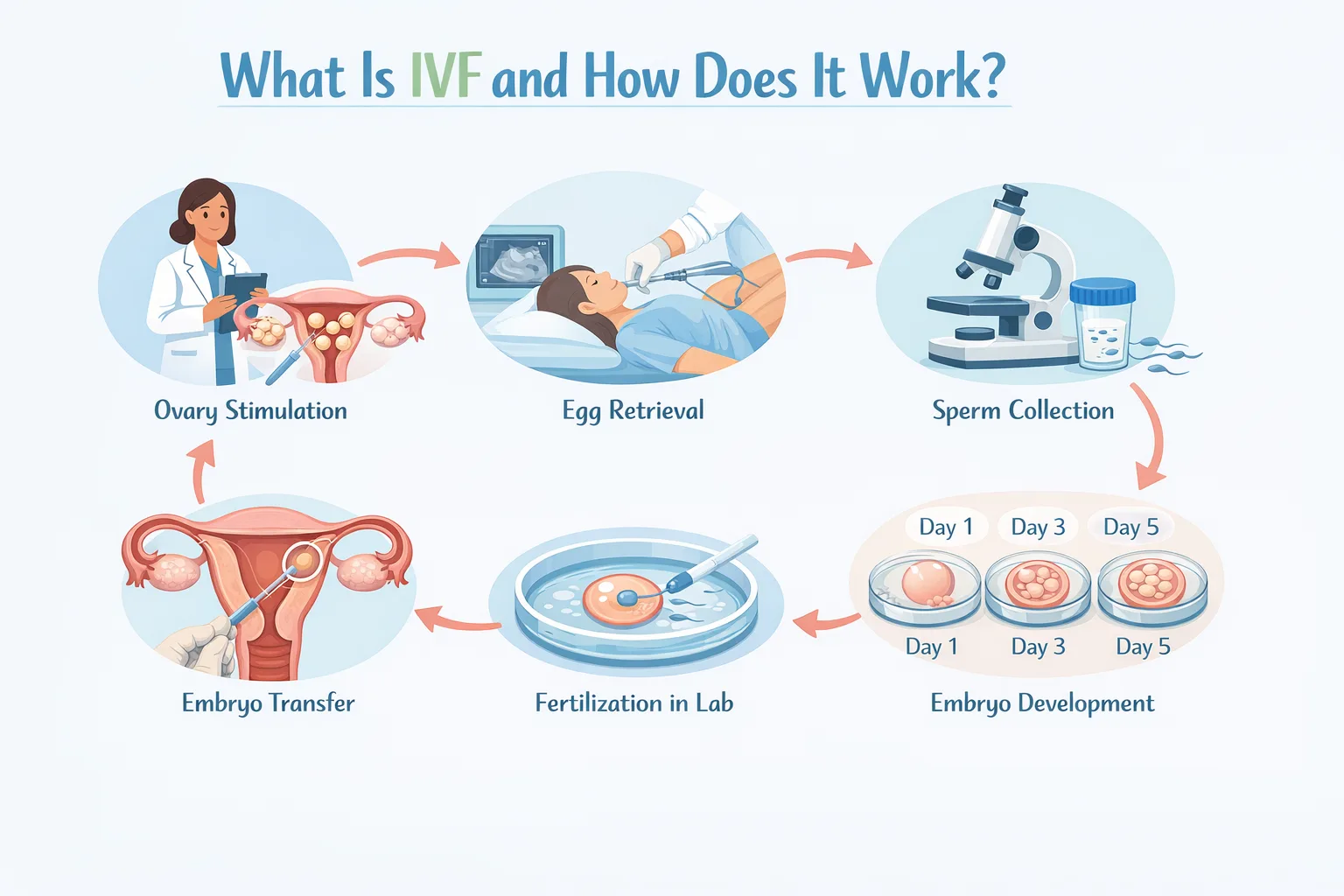 IVF Process